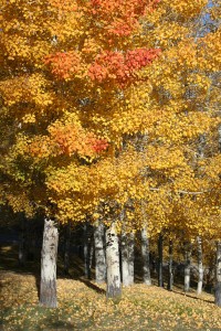 fall-trees1