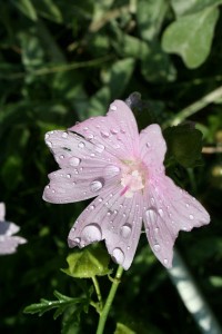 pink-flower