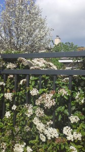 Metal-Fence