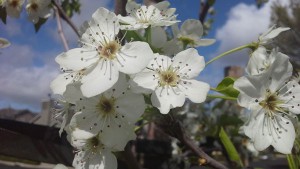 White-flowers-1