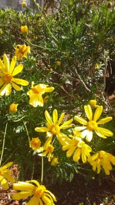 Yellow-flower1-web