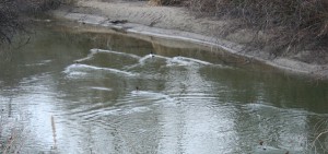 ducks-in-water