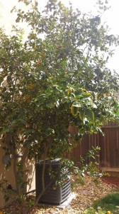 lemon-tree-full