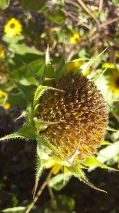 Hairy-flower