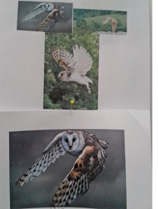 Owl-ideas